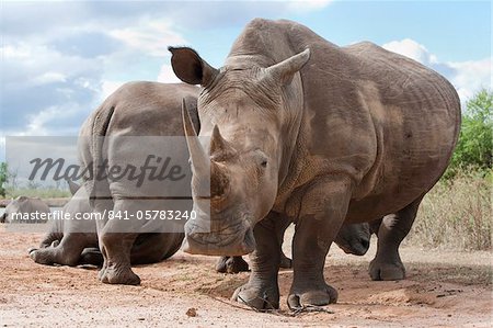 White rhino (Ceratotherium simum), Parc National Royal de Hlane, Swaziland, Afrique