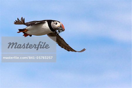 Puffin (Fratercula arctica), with fish, Farne Islands, Northumberland, England, United Kingdom, Europe