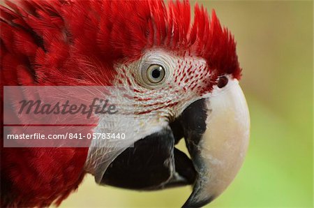 Portrait of Macaw, Lok Kawi Wildlife Park, Sabah, Borneo, Malaysia,Southeast Asia, Asia