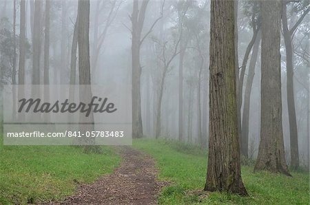 Forêt de sorbier dans le brouillard, le Parc National de Dandenong Ranges, monts Dandenong, Victoria, Australie, Pacifique