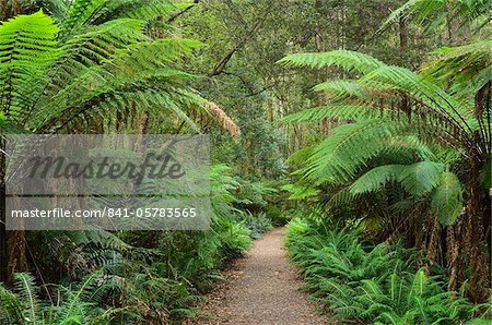 Sentier à travers Pacifique tempéré de forêt tropicale, Strahan, Tasmanie, Australie,