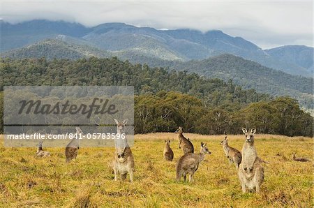 Eastern grey kangaroos, Geehi, Kosciuszko National Park, New South Wales, Australia, Pacific