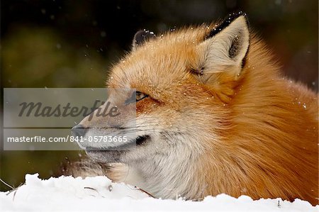 Captive red fox (Vulpes vulpes) in the snow, near Bozeman, Montana, United States of America, North America