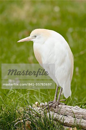 Kuhreiher (Bubulcus Ibis) bei der Zucht Gefieder in Gefangenschaft, Rio Grande Zoo, Albuquerque Biological Park, Albuquerque, New Mexico, Vereinigte Staaten von Amerika, Nordamerika