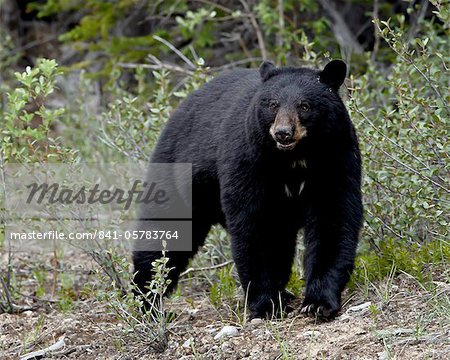 Schwarzbär (Ursus Americanus), Banff Nationalpark, Alberta, Kanada, Nordamerika