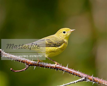 Paruline jaune (Dendroica petechia), près de Palmer, Alaska, États-Unis d'Amérique, Amérique du Nord