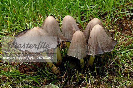 Inky Cap (Coprinopsis Atramentaria), Wasilla, Alaska, Vereinigte Staaten von Amerika, Nordamerika