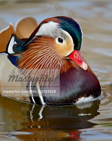 Canard mandarin (Aix galericulata) drake en captivité, Rio Grande Zoo, parc biologique Albuquerque, Albuquerque, Nouveau-Mexique, États-Unis d'Amérique, Amérique du Nord Canard mandarin (Aix galericulata) drake en captivité, Rio Grande Zoo, parc biologique Albuquerque, Albuquerque, Nouveau-Mexique, États-Unis d'Amérique, Amérique du Nord