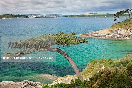 Pine tree point Carricknath, donnant sur les routes de Carrick vers Falmouth, Cornwall, Angleterre, Royaume-Uni, Europe