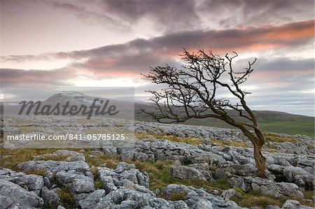 Snow capped Ingleborough and wind blown hawthorn tree on the limestone pavements on Twistleton Scar, Yorkshire Dales National Park, North Yorkshire, England, United Kingdom, Europe