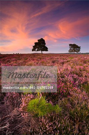 Pine sapling and mature trees growing amongst flowering heather on heathland, Rockford Common, New Forest National Park, Hampshire, England, United Kingdom, Europe