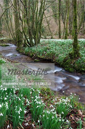 Perce-neige (Galanthus) fleurissant à côté de la Avill River dans le Nord Hawkwell bois, autrement connu comme la vallée de perce-neige, Parc National d'Exmoor, Somerset, Angleterre, Royaume-Uni, Europe