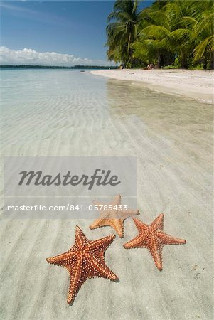 Starfish Beach, Bocas Del Drago, Isla Colon, Bocas Del Toro, Panama, Central America