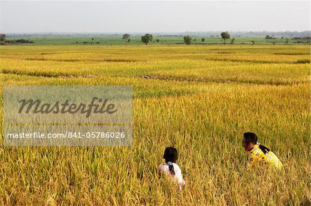 Filles cambodgiennes dans un champ de riz paddy, Kompong Cham, au Cambodge, Indochine, Asie du sud-est, Asie