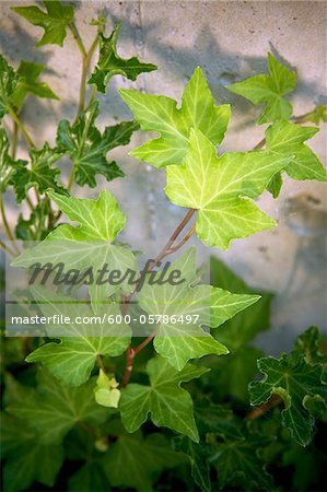 English Ivy on Concrete Wall, Bradford, Ontario, Canada