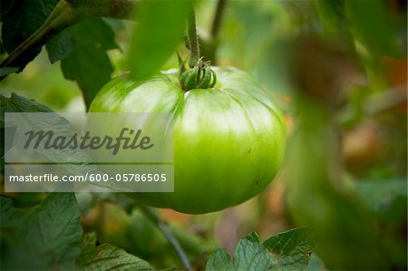 Grüne Tomaten, Bradford, Ontario, Kanada
