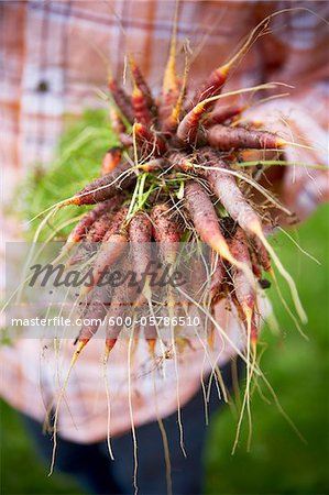 Harvesting Carrots, Bradford, Ontario, Canada