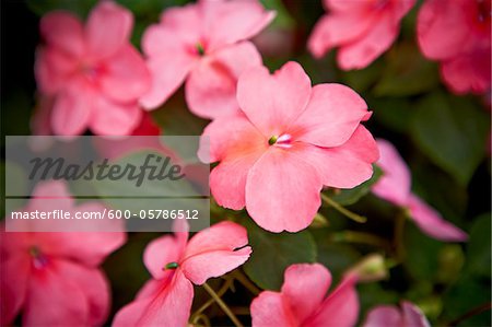 Impatiens Walleriana, Bradford (Ontario), Canada