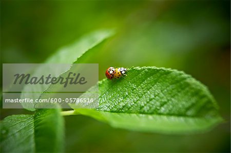 Ladybugs Mating on Leaf, Bradford, Ontario, Canada