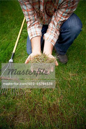 Gardener Raking Grass, Bradford, Ontario, Canada