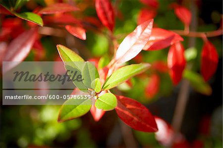 Rhododendron, Bradford, Ontario, Canada