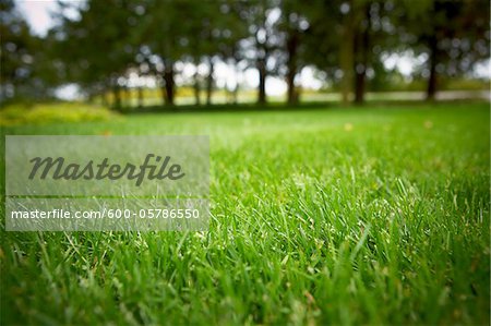 Lawn, Bradford, Ontario, Canada Lawn, Bradford, Ontario, Canada