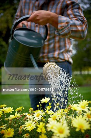 Watering Daisies, Bradford, Ontario, Canada