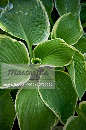 Hosta, Bradford (Ontario), Canada