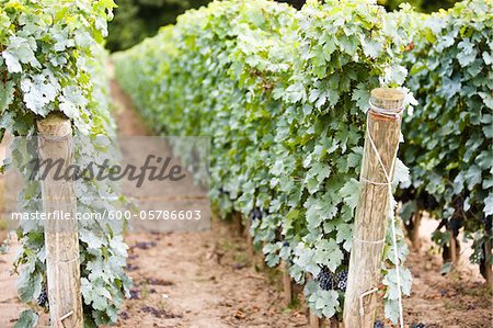 Vignoble, région de Niagara, Ontario, Canada