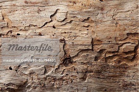 Close-up shot of wood grain pattern