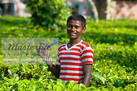 Worker in the Tea plantations in Assam, Northeast India, India, Asia