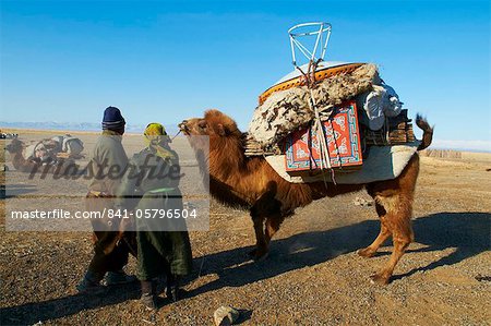 Nomadic transhumance with camel, Province of Khovd, Mongolia, Central Asia, Asia