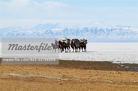 Nomadic transhumance with Bactrian camels in snow covered winter landscape, Province of Khovd, Mongolia, Central Asia, Asia