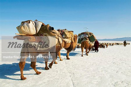 Transhumance nomade avec des chameaux de Bactriane en neige couverte paysage d'hiver, la Province de Hovd, Mongolie, Asie centrale, Asie