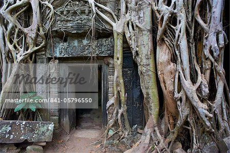 Arbre racines autour de l'entrée au temple de Ta Prohm construit en 1186 par le roi Jayavarman VII, Angkor, patrimoine mondial de l'UNESCO, Siem Reap, Cambodge, Indochine, Asie du sud-est, Asie