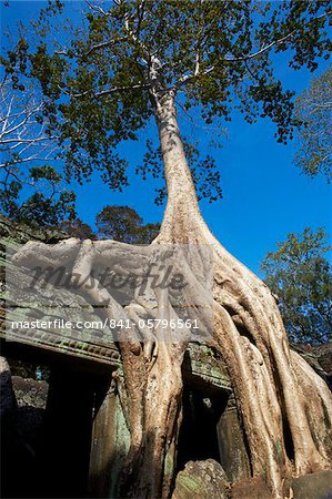 Tree roots over temple ruins, Ta Prohm temple built in 1186 by King Jayavarman VII, Angkor, UNESCO World Heritage Site, Siem Reap, Cambodia, Indochina, Southeast Asia, Asia
