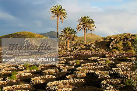 Vignoble près de Yaiza, La Geria, réserve de la biosphère, Lanzarote, îles Canaries, Espagne, Europe