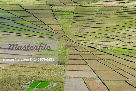 Rice field in spider's web shape, Region of Ruteng, Flores Island, Indonesia, Southeast Asia, Asia