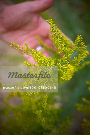 Close-up of Man's Hand behind Goldenrod, Toronto, Ontario, Canada