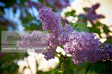 Close-up of Lilacs, Toronto, Ontario, Canada