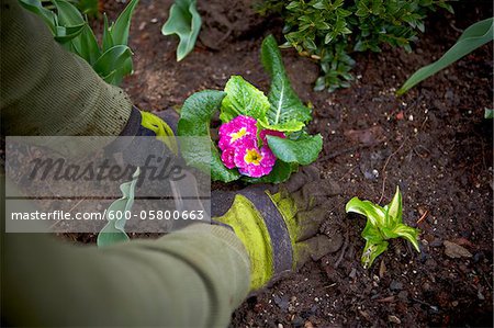 Gardener Planting Primula's in Garden, Toronto, Ontario, Canada