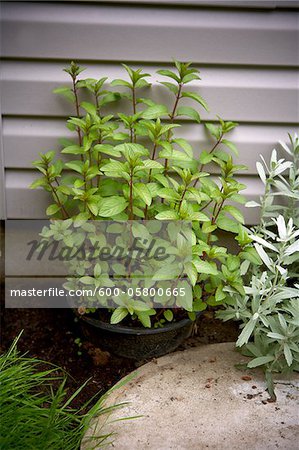 Potted Chocolate Mint in Garden, Toronto, Ontario, Canada