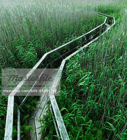 Wooden walkway in lush forest Wooden walkway in lush forest