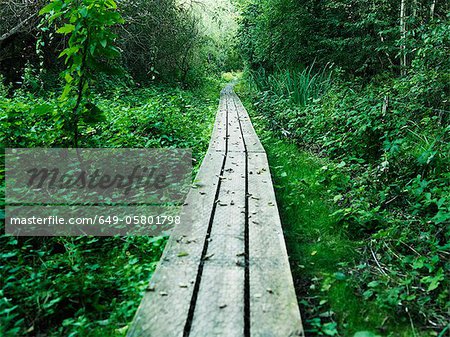 Wooden walkway in lush forest