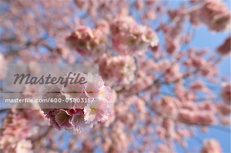 Cerisiers en fleurs au printemps, la Franconie, Bavière, Allemagne Cerisiers en fleurs au printemps, la Franconie, Bavière, Allemagne