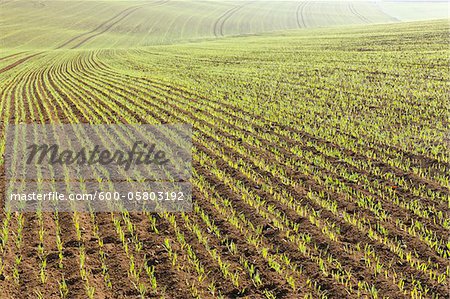 Sowed Field in Early Spring, Franconia, Bavaria, Germany