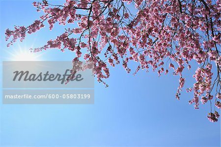 Cerisiers en fleurs avec Sun, Franconie, Bavière, Allemagne