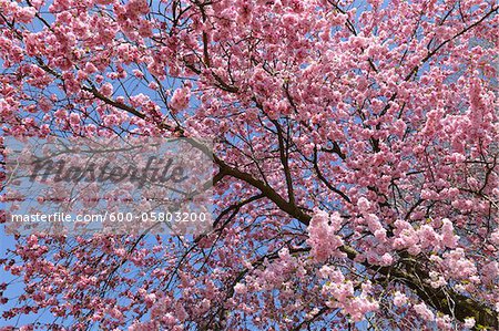 Cerisiers en fleurs au printemps, la Franconie, Bavière, Allemagne
