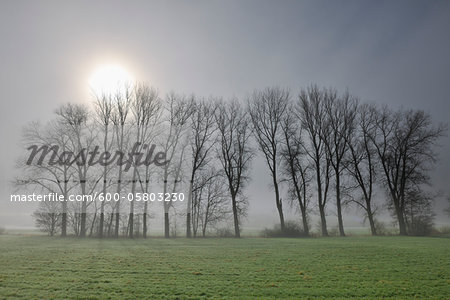Row of Trees in Morning Fog, Marktheidenfeld, Bavaria, Germany