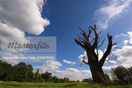 Dead White Willow Tree in Field, Primrose Hill, Hampstead Heath, London, England
